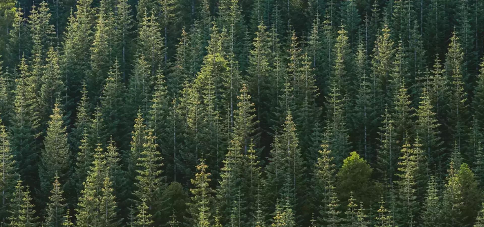 新征程：使命与愿景